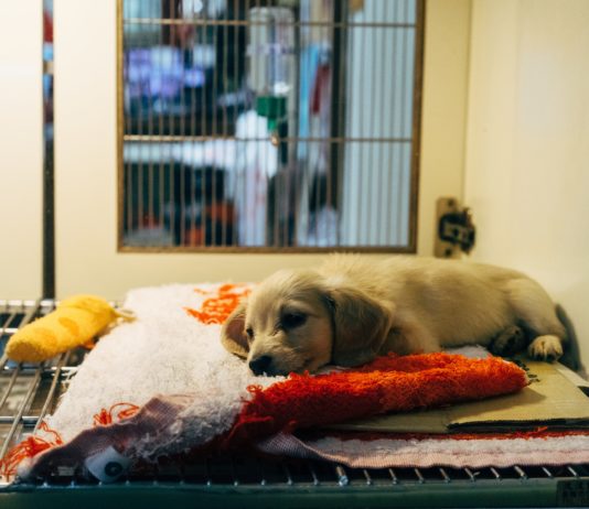 Covid-19: Was wäre, wenn auch Tierärzte impfen dürften?