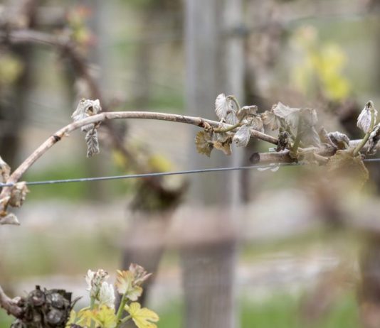 Frost: Französische Winzer und Landwirte stehen vor einer „historischen Krise“