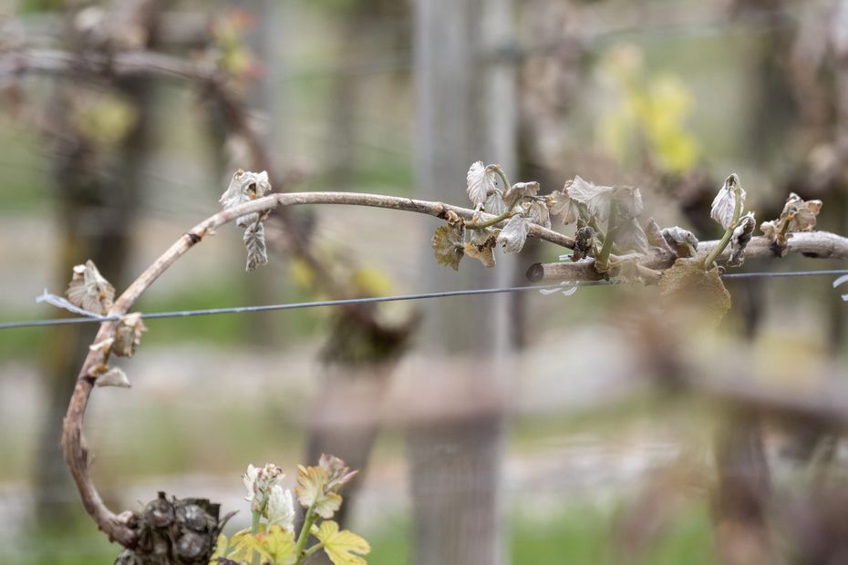 Frost: Französische Winzer und Landwirte stehen vor einer "historischen Krise"