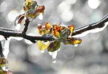 Wenn die Wärme zur Falle wird – warum Obstbauern den Wetterumschwung fürchten Obstbaum_Frost