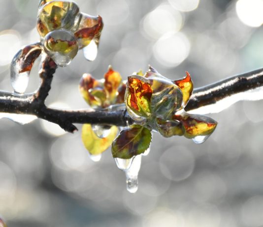 Frostschäden: Jean Castex will Departement Tarn-et-Garonne besuchen
