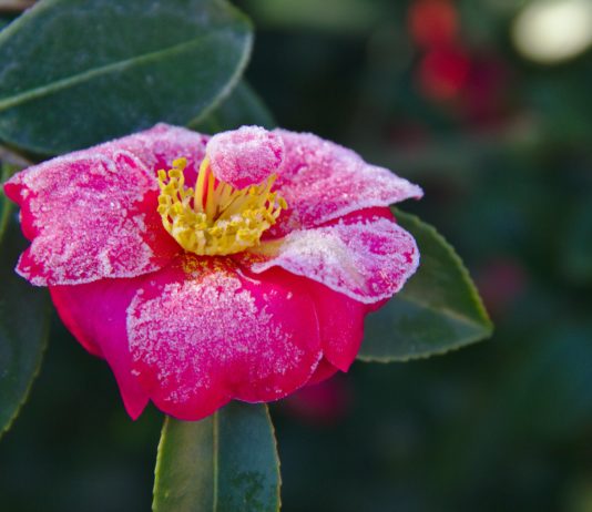 Vom Frost betroffen: Jean Castex kündigt „einen Solidaritätsfonds von einer Milliarde Euro“ an