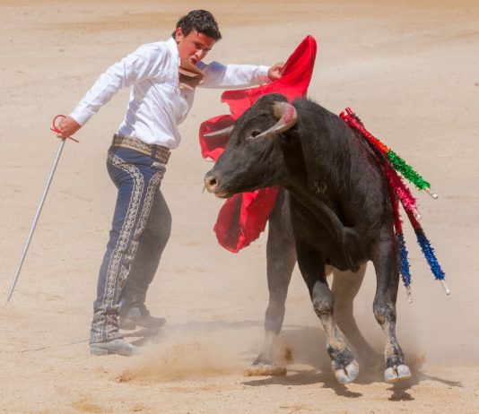 Die Feria von Nîmes findet statt: Wie ist es mit den anderen Festen und Ferias des Südens?