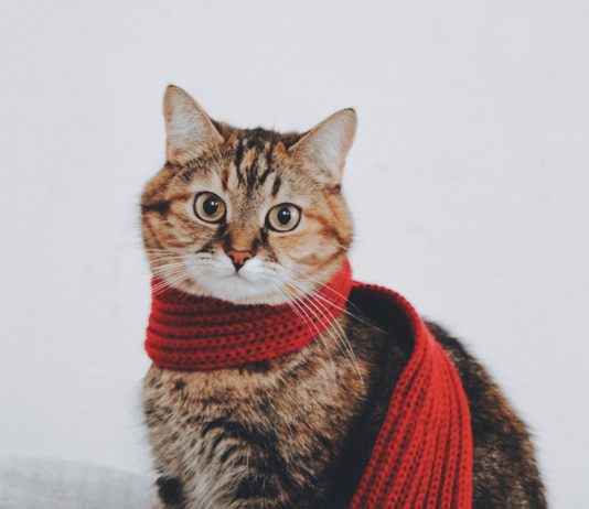 Menschen können Covid-19 auf Katzen übertragen, bestätigen Forscher