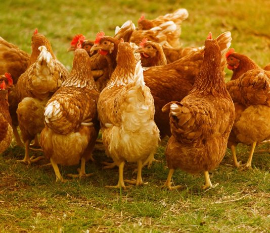 „… wenn die Hühner Zähne haben!“