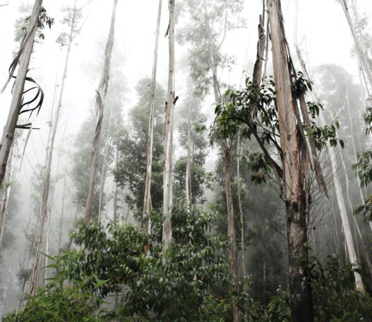 Klima-Alarm: Der Amazonaswald stößt inzwischen mehr Kohlenstoff aus als er aufnimmt