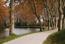 Toulouse. Canal du Midi: 28.000 Platanen wurden gefällt und 13.700 neu gepflanzt