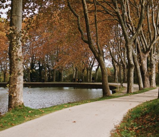 Toulouse. Canal du Midi: 28.000 Platanen wurden gefällt und 13.700 neu gepflanzt
