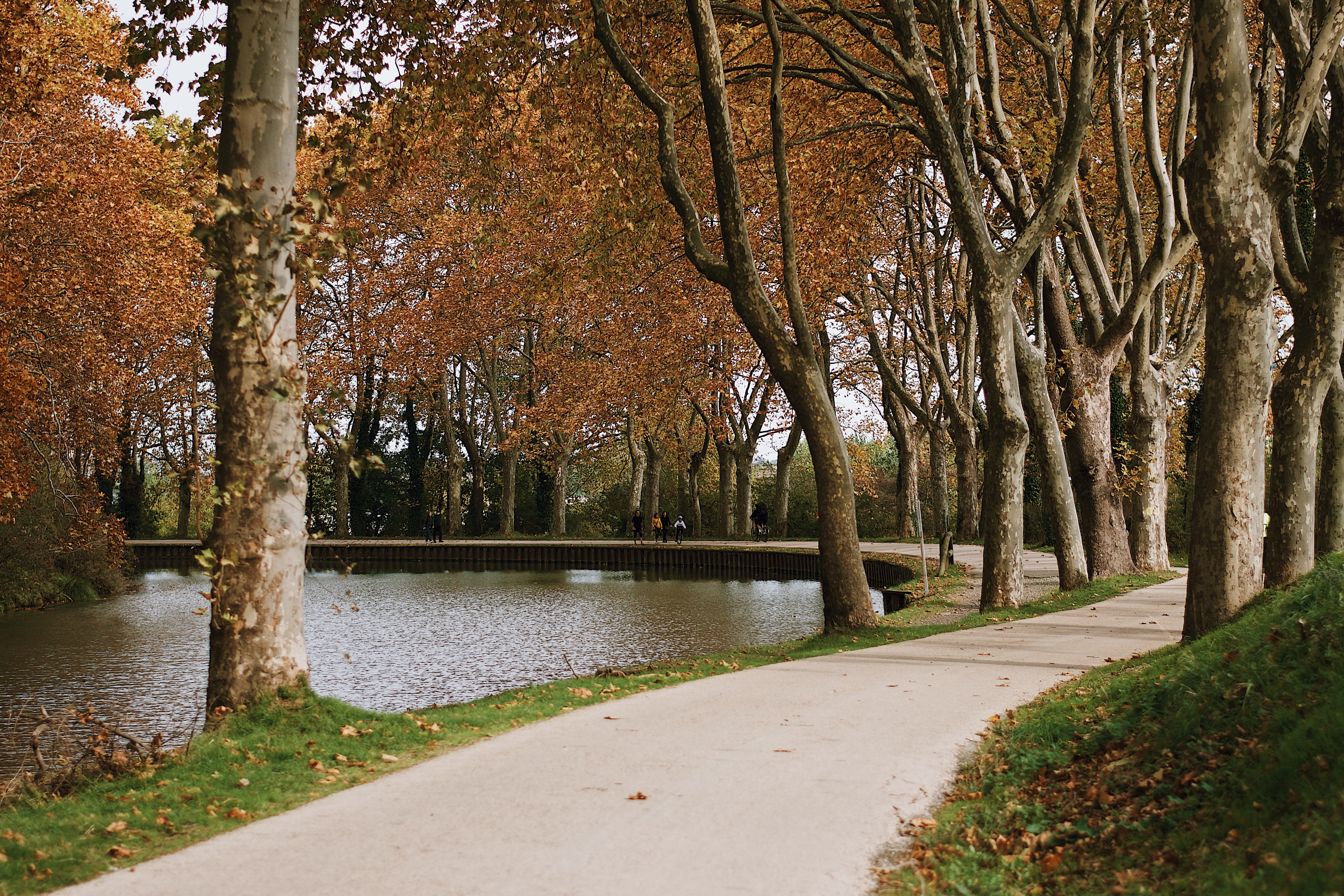 Toulouse. Canal du Midi: 28.000 Platanen wurden gefällt und 13.700 neu gepflanzt