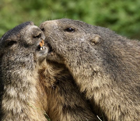 Coronabegrüßung – was wird aus „la bise“?