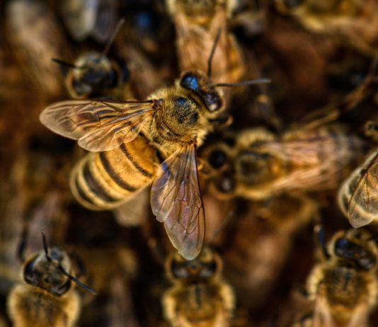 Covid-19: Bienen wurden darauf trainiert, das Virus in Sekundenschnelle zu erkennen