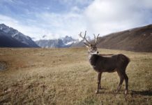 Frankreichs neue Arktisstrategie: Vom Forschungsposten zum geopolitischen Vorposten Arktis