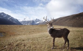 Frankreichs neue Arktisstrategie: Vom Forschungsposten zum geopolitischen Vorposten Arktis