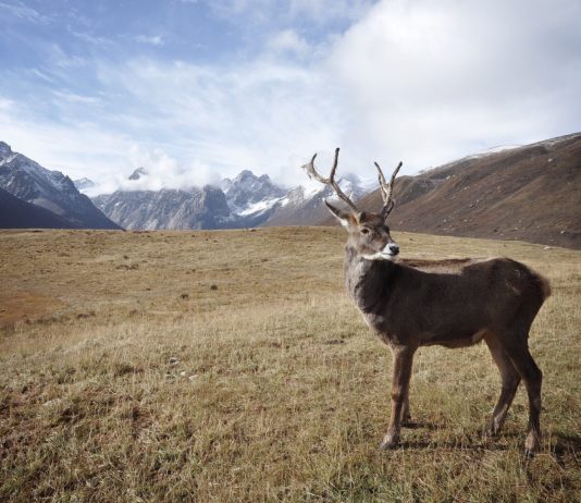Frankreichs neue Arktisstrategie: Vom Forschungsposten zum geopolitischen Vorposten Arktis