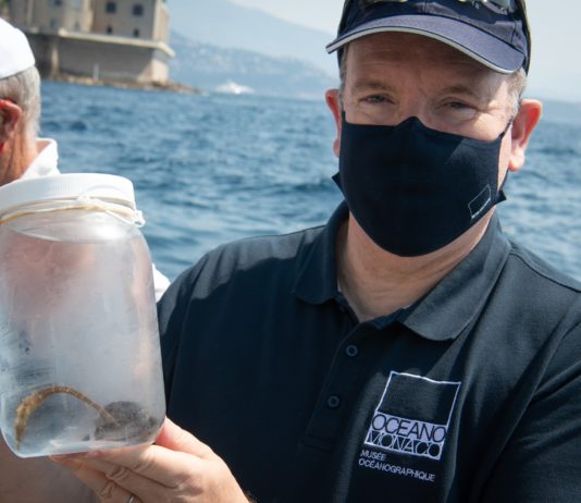 Wiederansiedlung von Seepferdchen vor Monaco