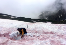 Roter Schnee in den Alpen: Was ist das „Gletscherblut“, dieses Phänomen, das Wissenschaftlern Sorgen bereitet?