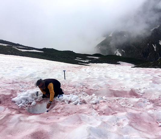 Roter Schnee in den Alpen: Was ist das „Gletscherblut“, dieses Phänomen, das Wissenschaftlern Sorgen bereitet?