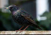 Vogeljagd mit Leim vom Staatsrat für illegal erklärt