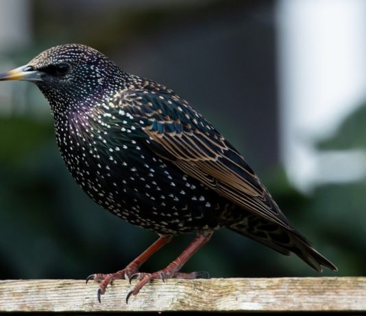 Vogeljagd mit Leim vom Staatsrat für illegal erklärt