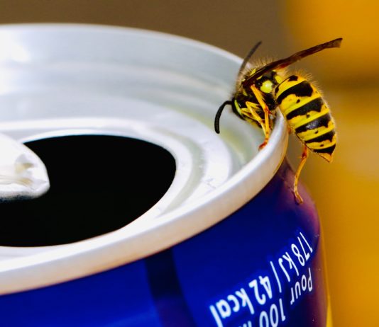 Insekten, Quallen, Seeigel, Sonnenbrand… wie vermeidet man Verletzungen im Sommer?