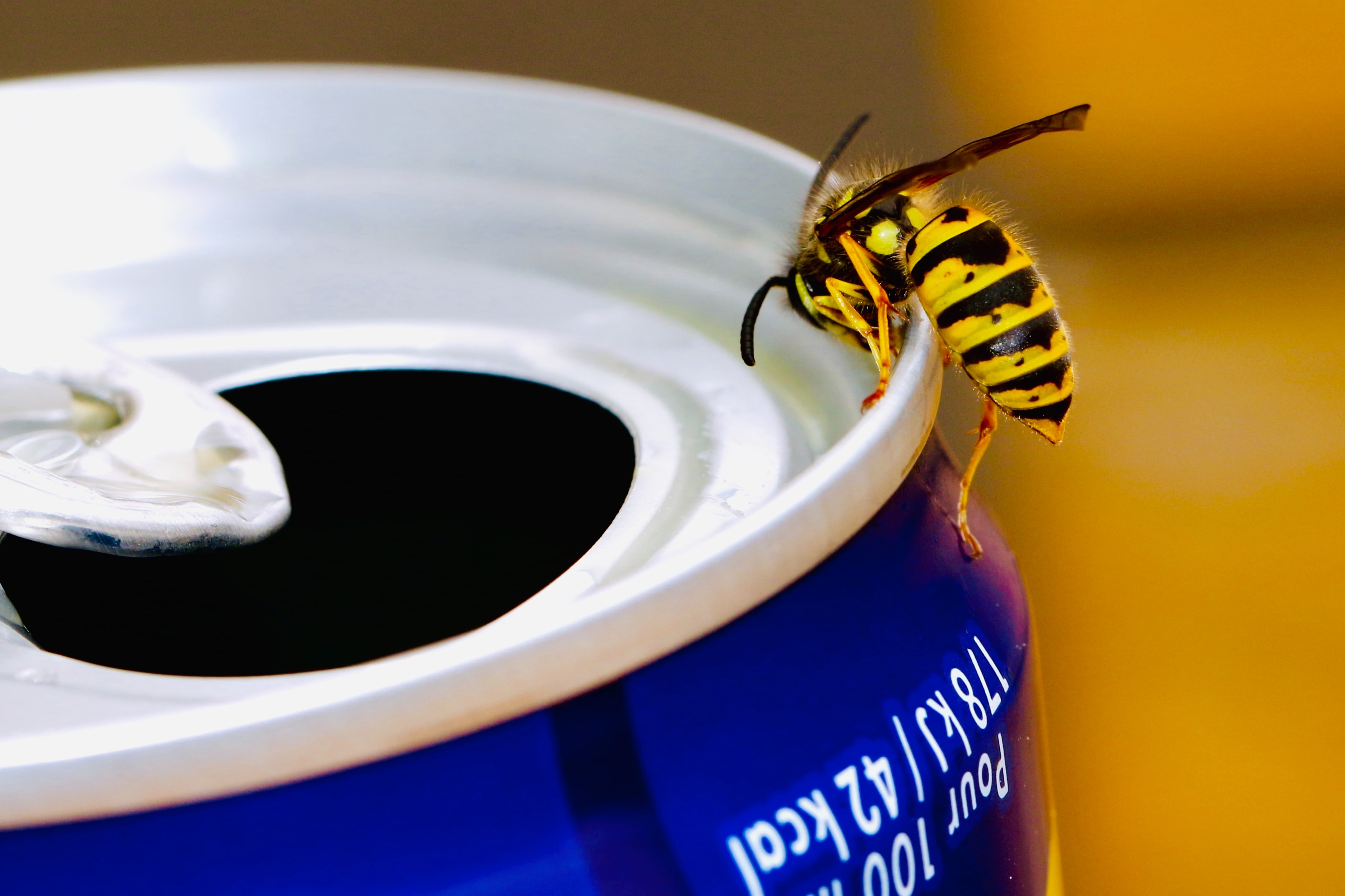Insekten, Quallen, Seeigel, Sonnenbrand... wie vermeidet man Verletzungen im Sommer?