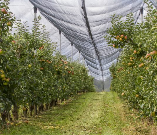 Anti-Hagel-Netze zum Schutz der Beaujolais-Weinberge
