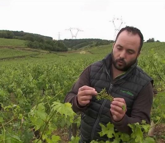 Gewitter: Weinberge im Mâconnais vom Hagel geschädigt