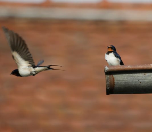 Rückgang der Vögel: Dieses Jahr sind die Schwalben nicht zurückgekehrt