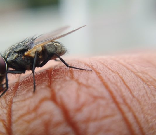 Warum werden wir dieses Jahr von den Fliegen heimgesucht?