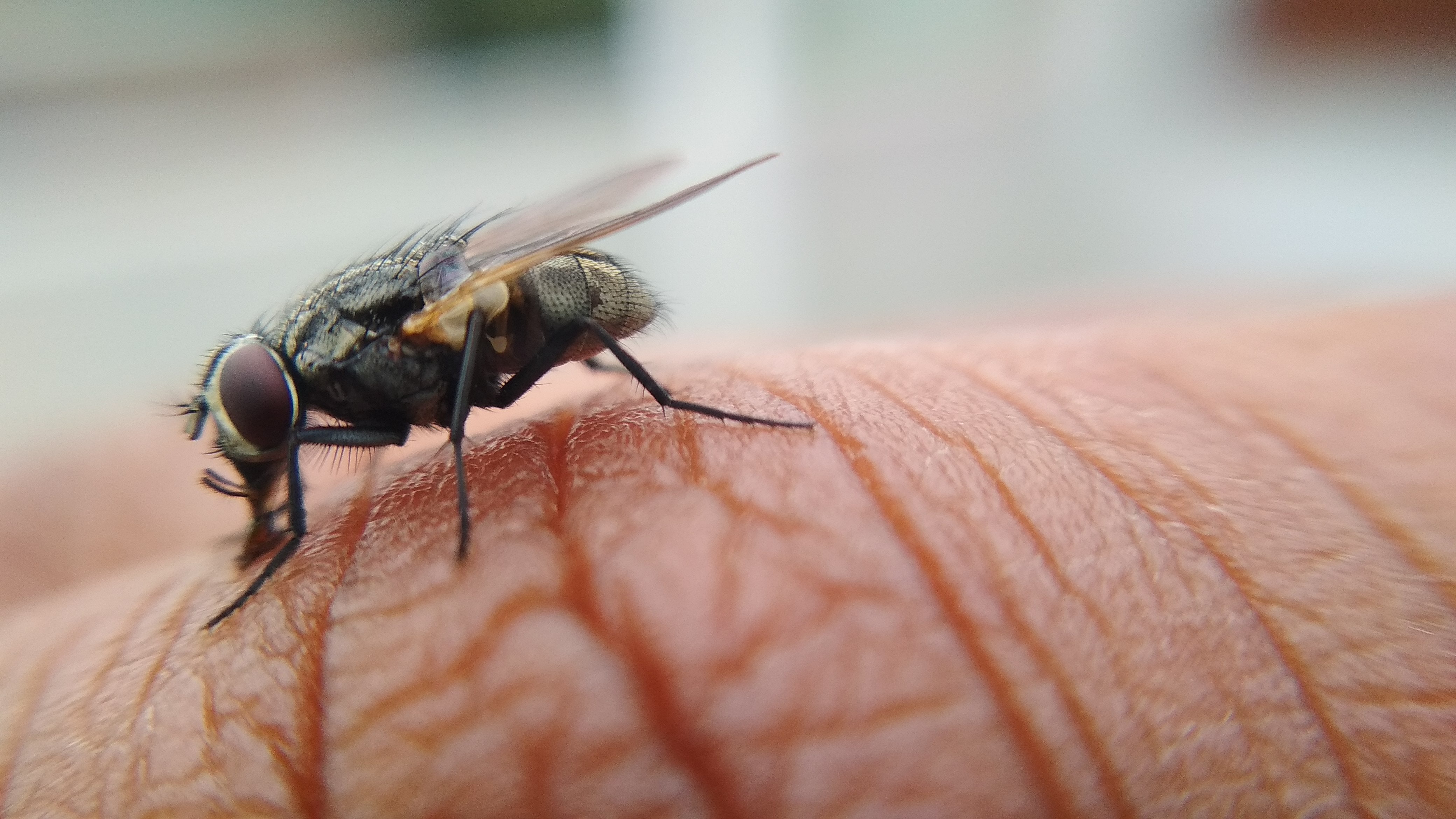 Warum werden wir dieses Jahr von den Fliegen heimgesucht?