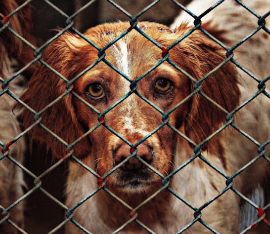 Tierheime: Explosion der ausgesetzten Tiere zu Beginn des Sommers