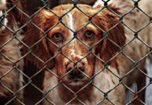 823 Tiere und ein System des Wegsehens: Wie ein Fall im Var den illegalen Tierhandel entlarvt Illegaler-Tierhandel