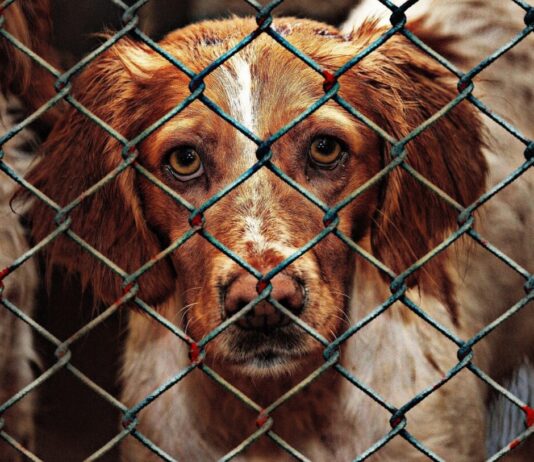 823 Tiere und ein System des Wegsehens: Wie ein Fall im Var den illegalen Tierhandel entlarvt Illegaler-Tierhandel