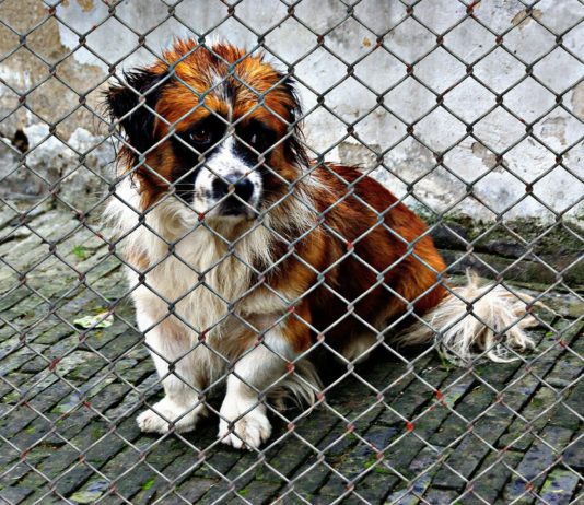 Ausgesetzte Tiere: Tierheime am Rande der Sättigung