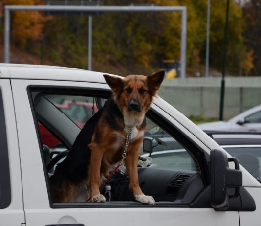 Urlaub: Fahren Sie wie viele Franzosen dieses Jahr mit dem Auto? 6 Tipps für eine sichere Fahrt