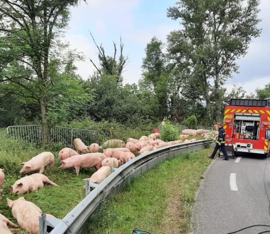 Aveyron. Ein Lastwagen kippt in Flagnac um: 106 Schweine auf der Straße
