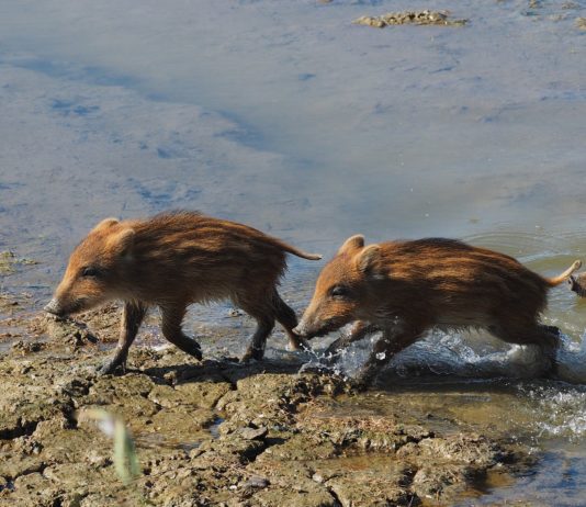 Hérault: Eine schockierte Hausbesitzerin entdeckt fünf Wildschweine in ihrem Swimmingpool