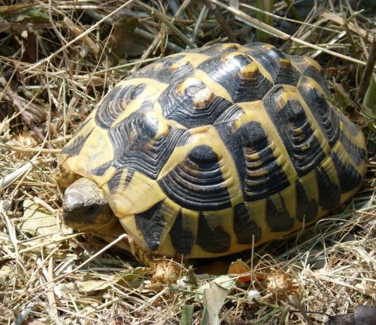 Var: Seltene Schildkröten fallen den Bränden zum Opfer