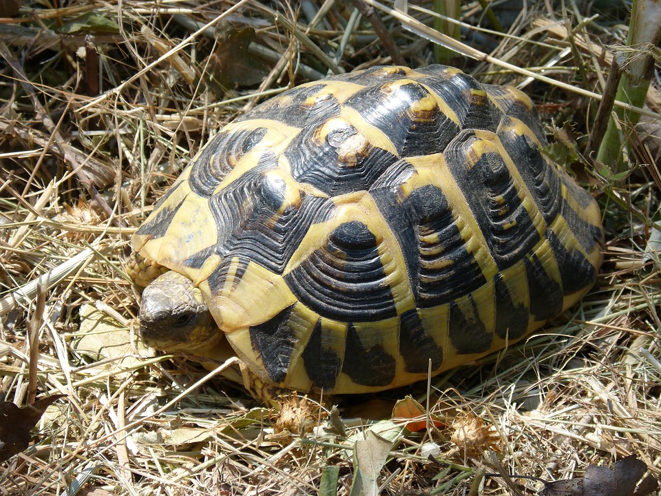 Var: Seltene Schildkröten fallen den Bränden zum Opfer