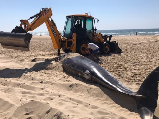 Gironde: Ein Wal strandet bei Le Porge und stirbt