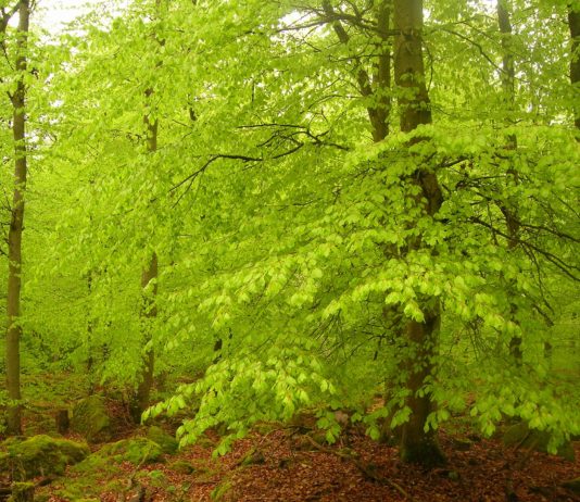 Welterbe und Wald Buchenwald - Foto: MrsPigg, Pixabay