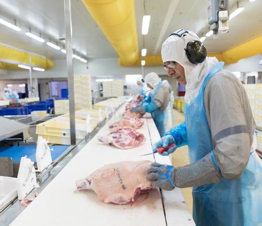 Coronavirus: Schweinezuchtgenossenschaft will Mitarbeitern Bonus für die Impfung zahlen