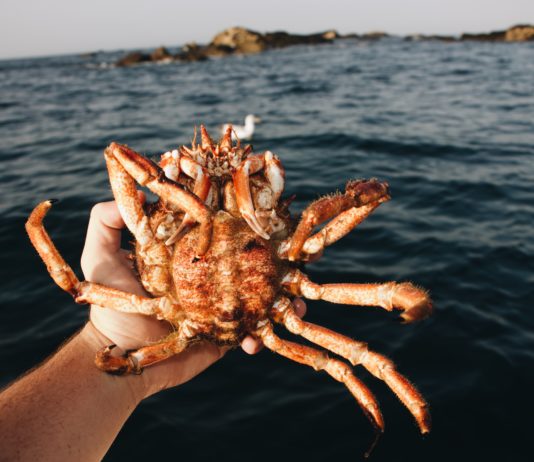Côtes d’Armor: Hunderte von Riesenspinnen an den Strand gespült