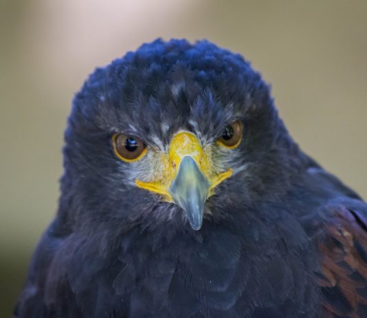 Weltnaturschutzkongress: Vier Zahlen, die den Zusammenbruch der Artenvielfalt zeigen