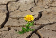 Kommentar: Nun ist es also auch in der Bretagne soweit… Dürre_in_Frankreich