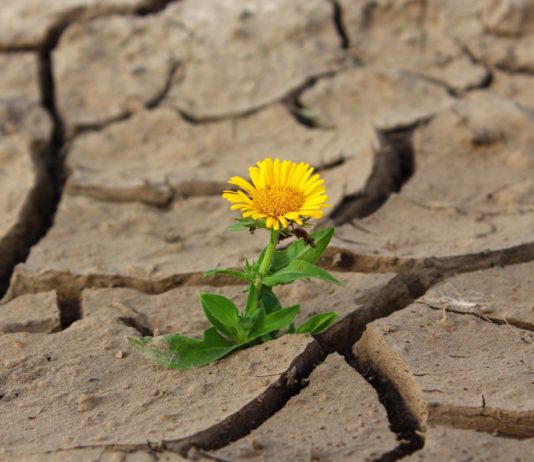 Dürre: 88 Departements wegen Trockenheit in Alarmzustand versetzt Dürre_in_Frankreich