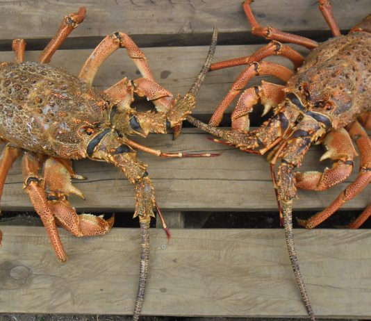 Ungewöhnlich: Er kauft in einem Supermarkt zwei Hummer und schenkt sie dann einem Aquarium