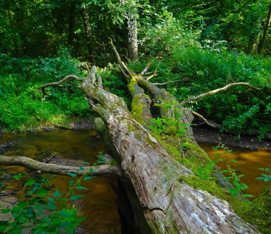 Umwelt: Ein Wissenschaftler will einen riesigen Wald in Europa schaffen