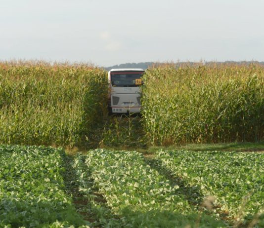 Vogesen: Ein Schulbus landet in einem Maisfeld, der Fahrer stirbt