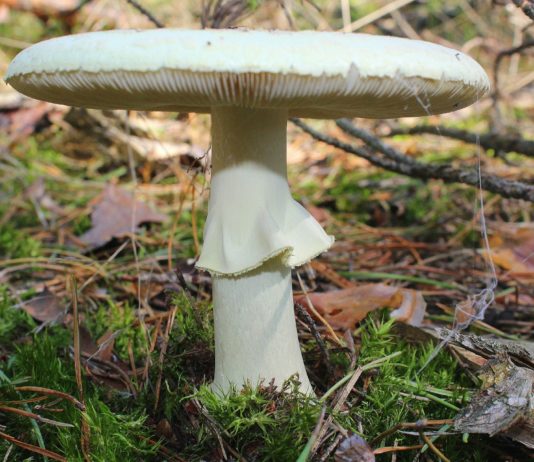 Woran erkennt man die Todeskappe, den gefährlichsten Pilz Frankreichs?